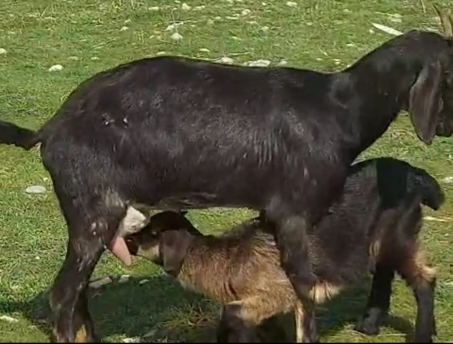 Битал ешкі сатылады