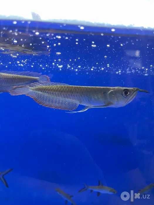 Arvana (Arowana)  xishnik baliq sotiladi