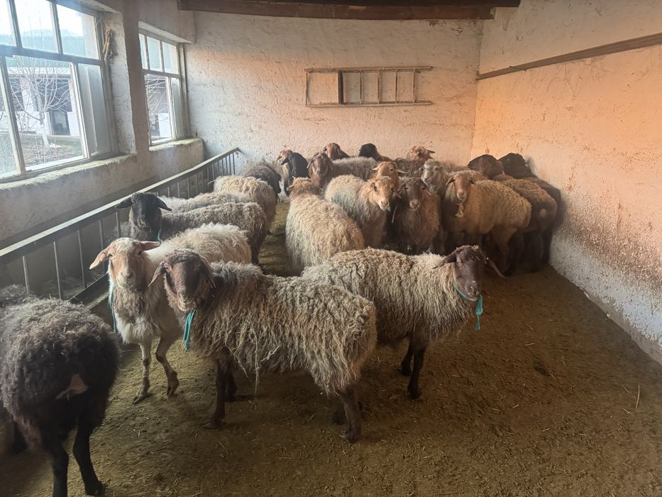 Семіз қойлар сатылымда