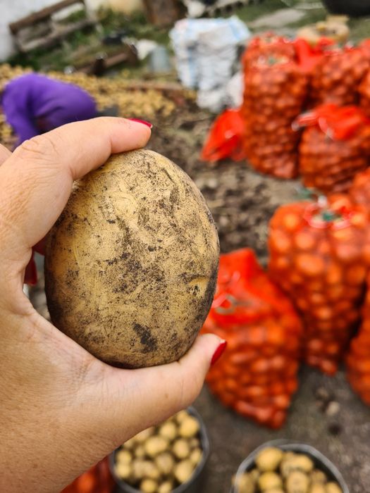 Картофель семенной