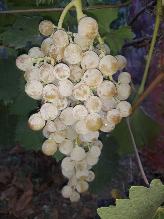 Продам черенки винограда 400тг.