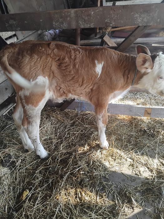 De vânzare vițică bălțată românească de doua săptămâni