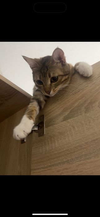 Отдам кошку в добрые руки.