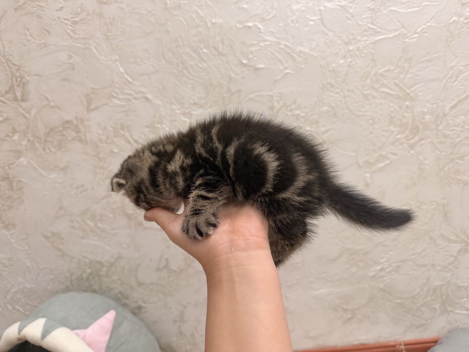Шотладские котята