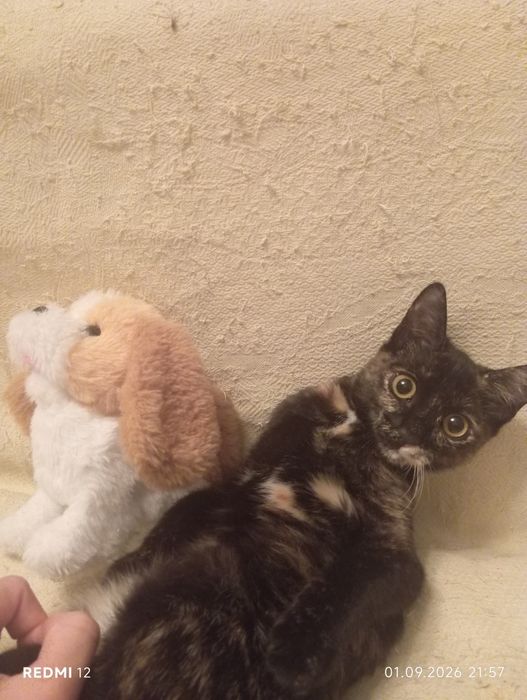 Отдам котят в добрые руки