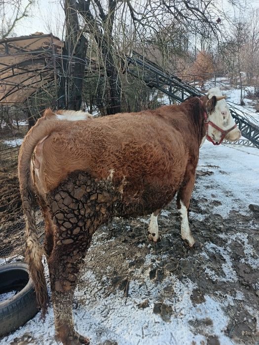 Vând vaca cu vițel