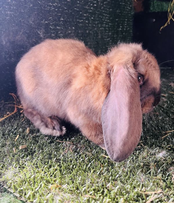 Mascul thuringer de 2luni