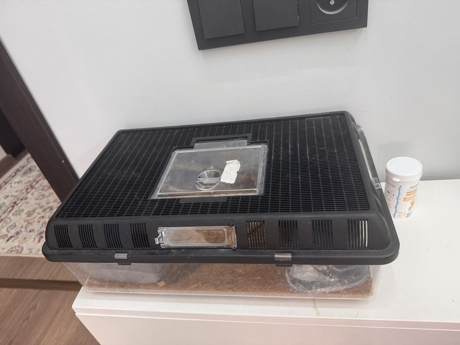 Продам ящерица эублефар