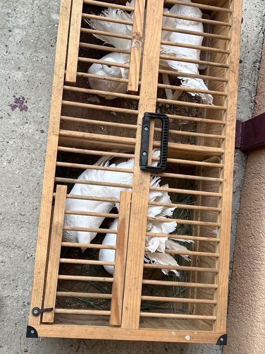 Porumbei înfoiați