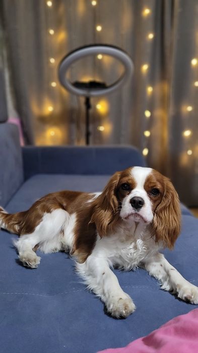 Вязка кобель, Ковалер кинг чарльз спаниель.