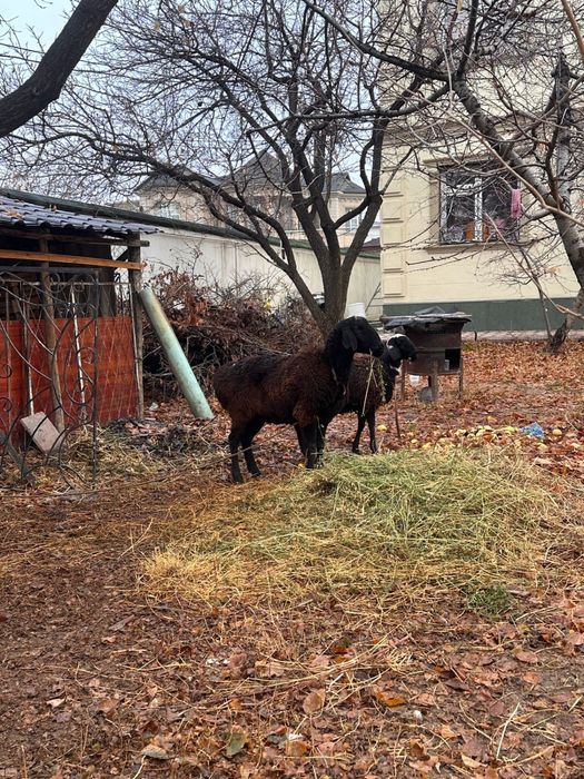 Қой сатылады Ірі қой