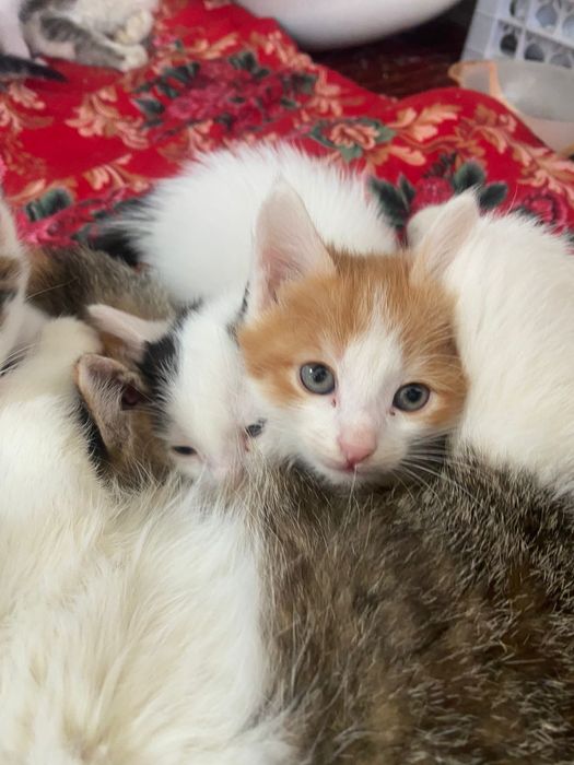 Котята в добрые руки !