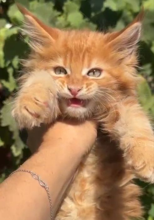 Котята породы Мейн Кун