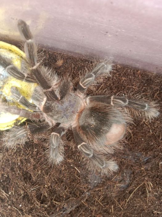 Паук птициед Lasiodora barahibana