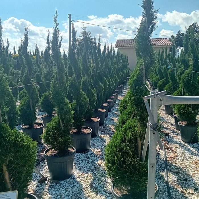 plante ornamentale