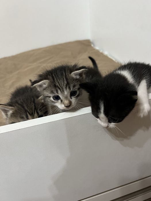 Отдам даром котят в добрые руки