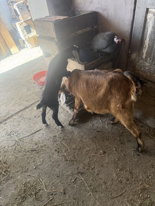 Vând mascul Anglo Nubian vârsta 5 săptamâni