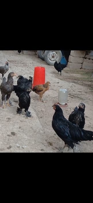 Qora Mag‘iz zotli parandalar