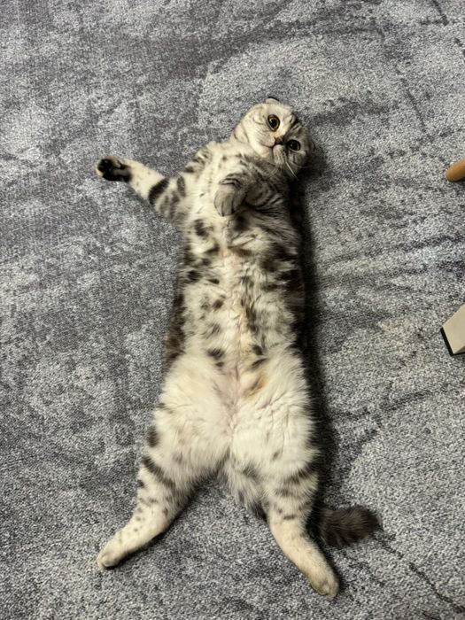Отдам даром кошку