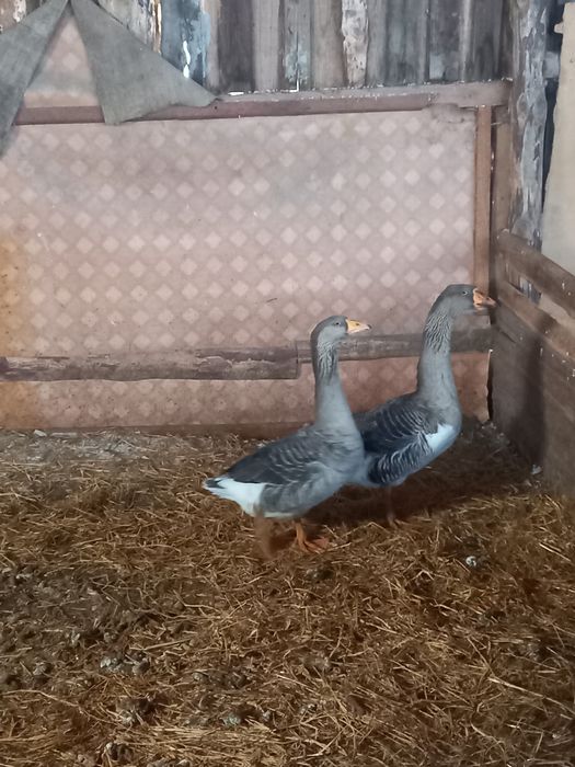 Продам молодых гусей