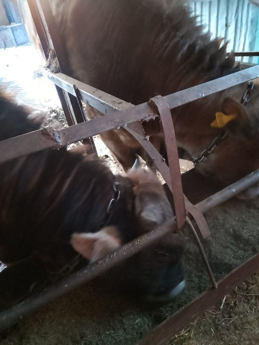 Продаются бычки .