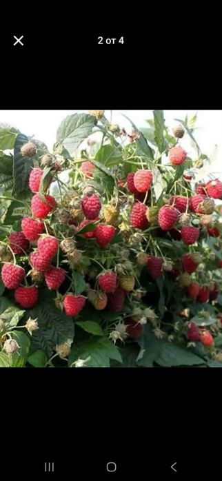 Продавамрасад ягоди и малини