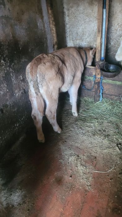 Vând o viață mai multe detalii la telfon