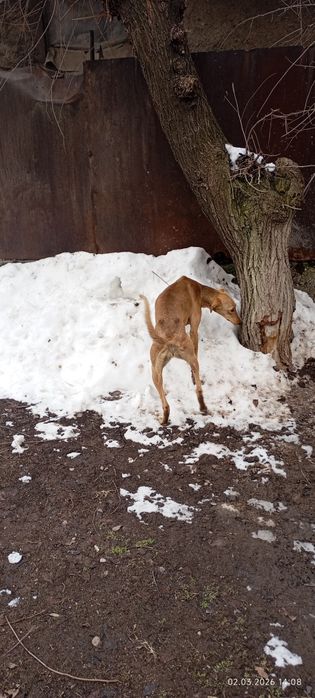 Тазы 10 айлык ургашы