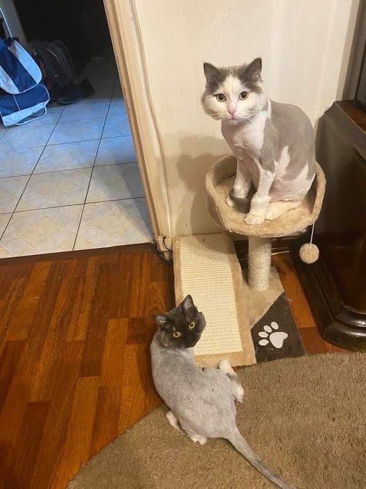 Adopție București – TIMUR & ZUZA