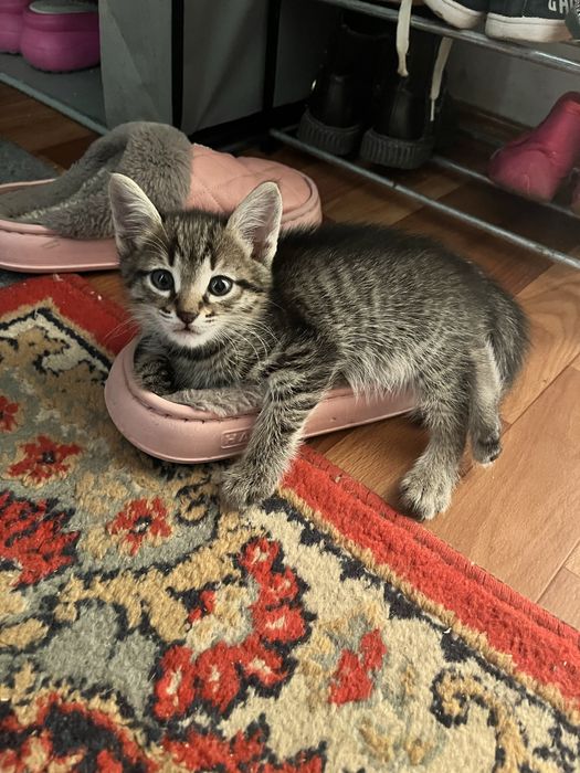 Отдам котят в добрые руки