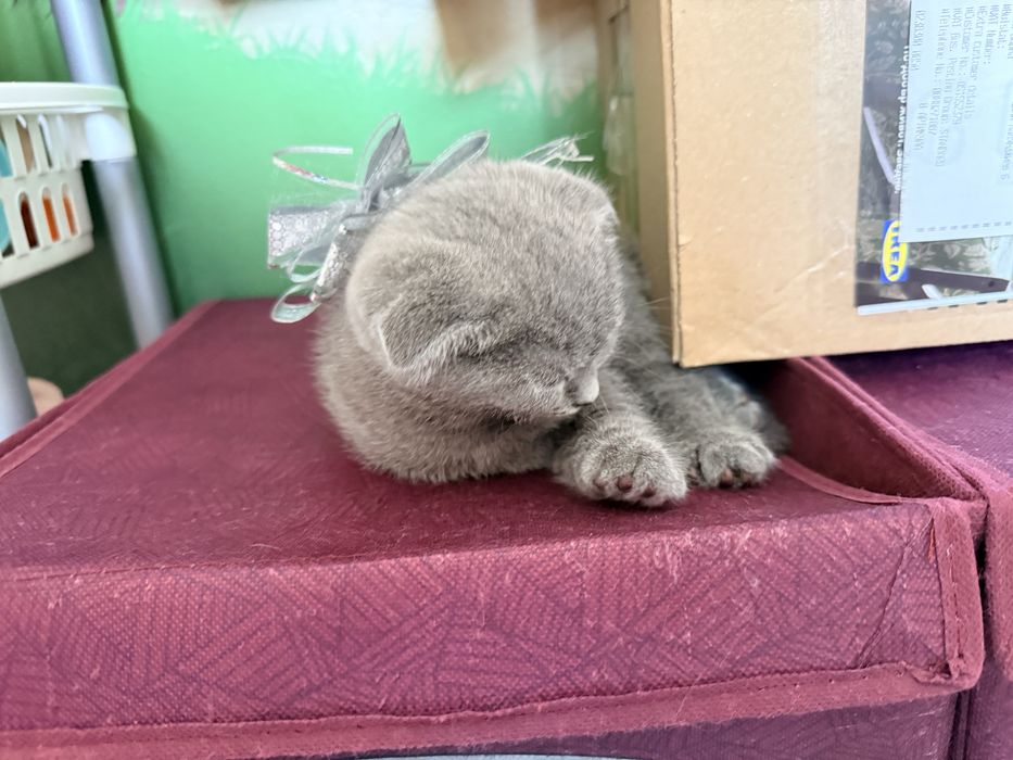 Продавам британски и шотландско котенца