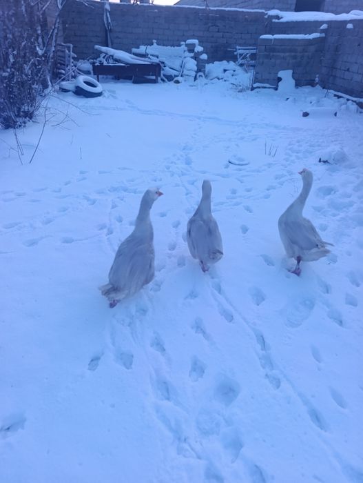 Қаз_Сатылады жақсы