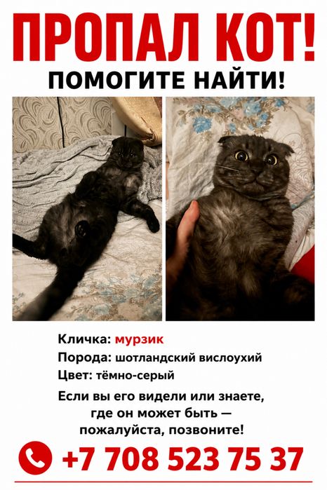Потерялся кот в алатауском районе