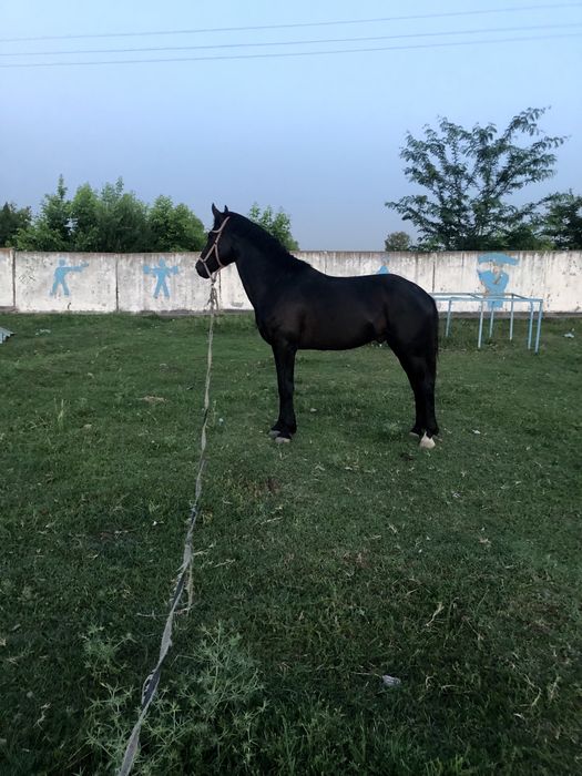 Ot sotiladi narxi 3000$