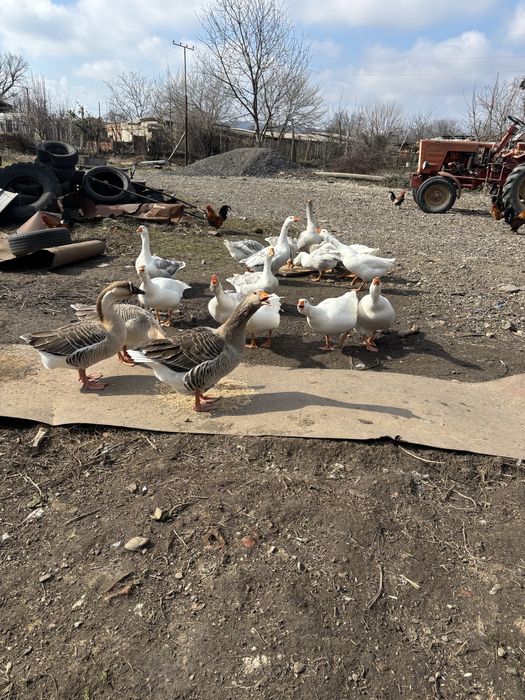Продавам гъски носещи