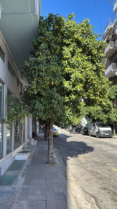 Лимонное деревце из Афин - Греция