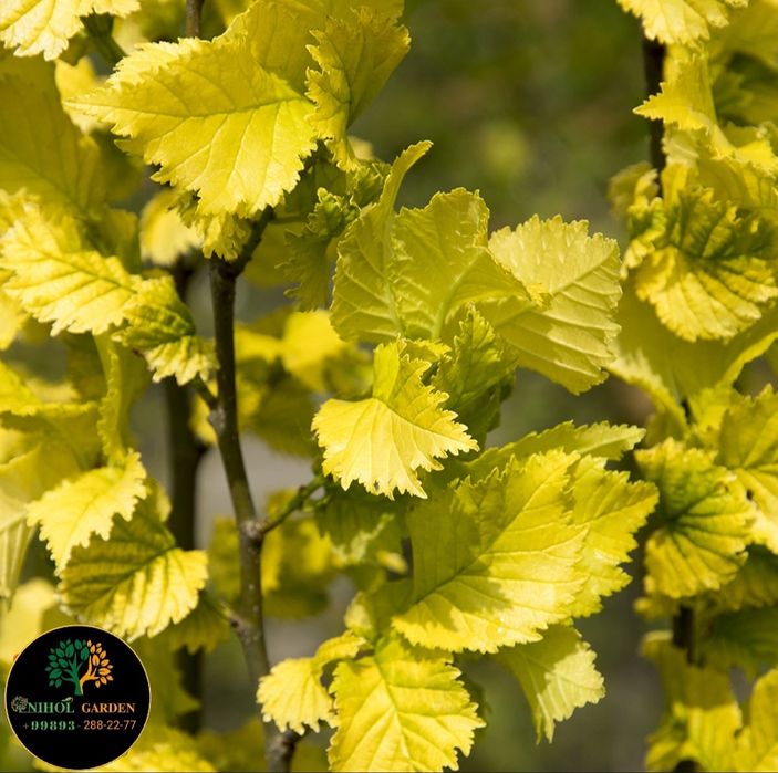 Янгилик! Вяз голден. Сарик сада кайрагоч чет давлатидан келтирилган