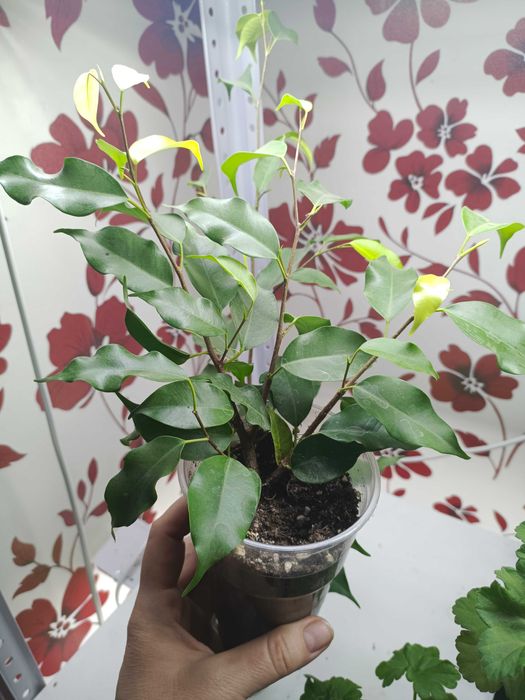 Фикус Бенджамина