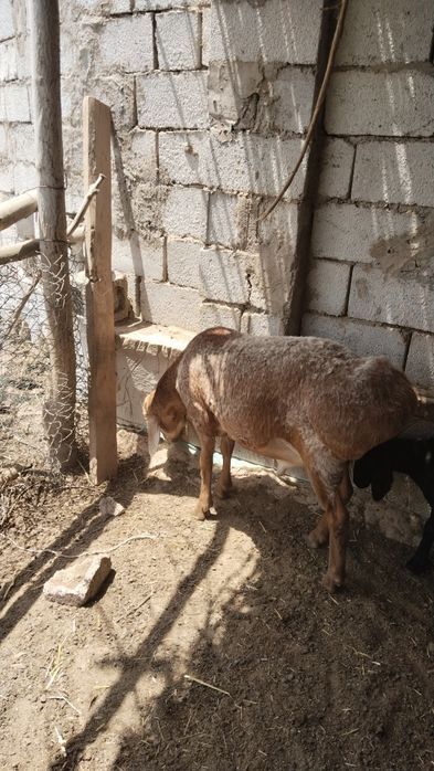 Juda zoʻr qoʻchqor lar hammasi yosh