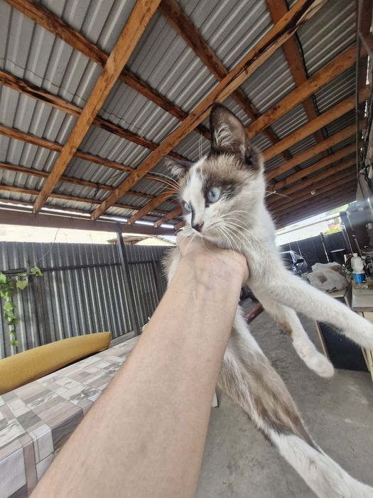Котенок даром маленький
