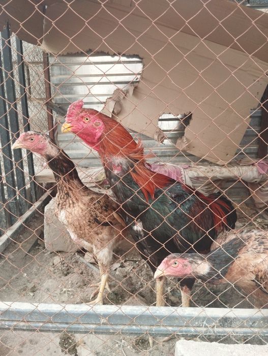 Дакан с двумя курочками