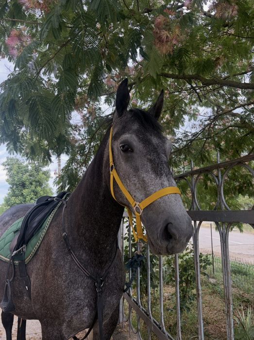 Iapa Lipițan de vanzare