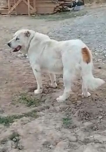 Ургашы линиясы бар