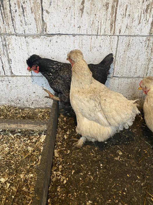 Oua incubat gaini motate incaltate cu oua verzi