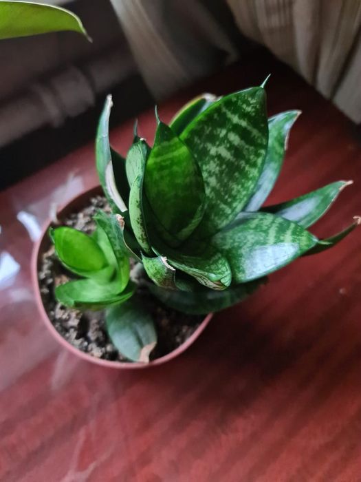 Комнатные растения