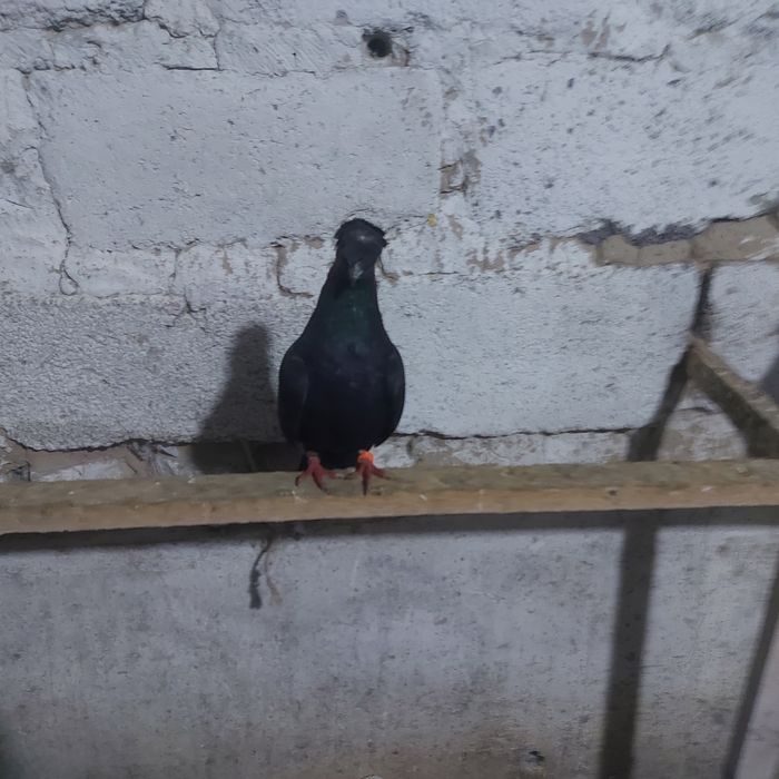 Жук двух чуби самец лет с игрой