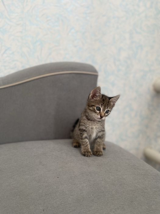 Отдам в добрые руки