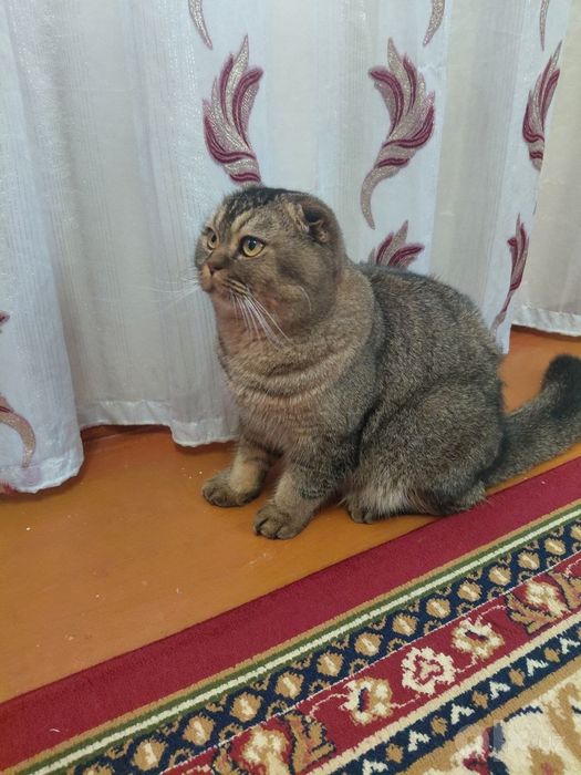 Scottish fold zoti toza  
6 oylik o'g'il bola
Prifkalarini olgan 
Pasp