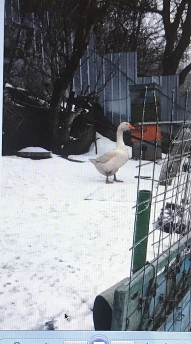 Гусиный жир домашний 100% натуральный