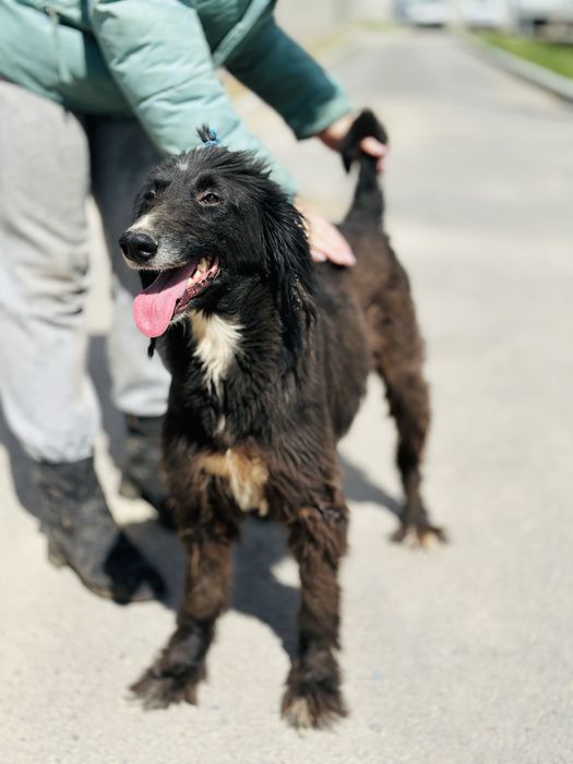 Тазы девочка. Ищет семью